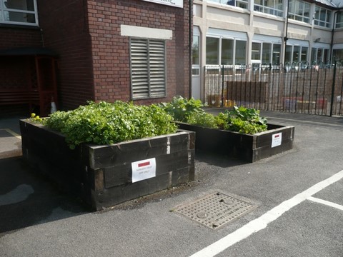 Raised beds