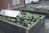 Raised Beds